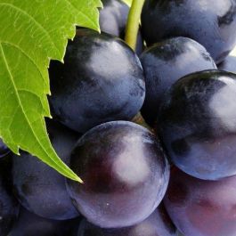 GRAPE E-LIQUID FLAVOR