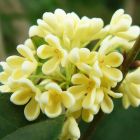 BLOSSOM E-LIQUID FLAVOR