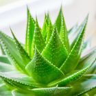 ALOE VERA E-LIQUID FLAVOR