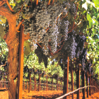 GRAPEVINE E-LIQUID FLAVOR