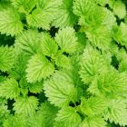 MENTHOL E-LIQUID FLAVOR